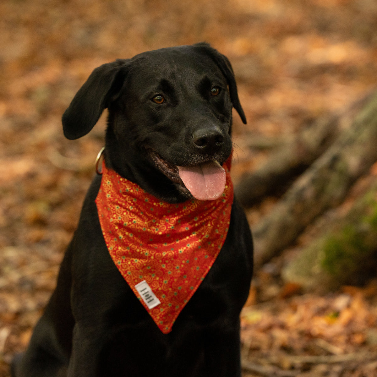 Christmas Red, Green & Gold Pet Bandana