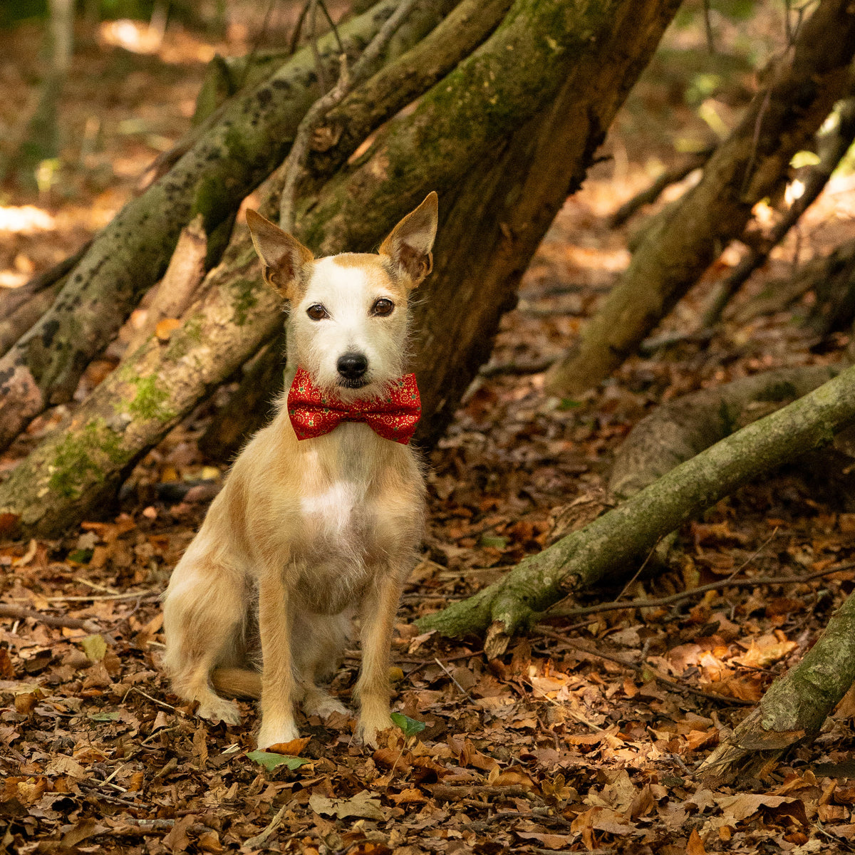 Christmas Red, Green & Gold Pet Bow / Bow Tie
