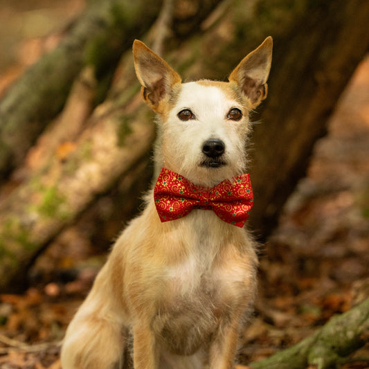Christmas Red, Green & Gold Pet Bow / Bow Tie
