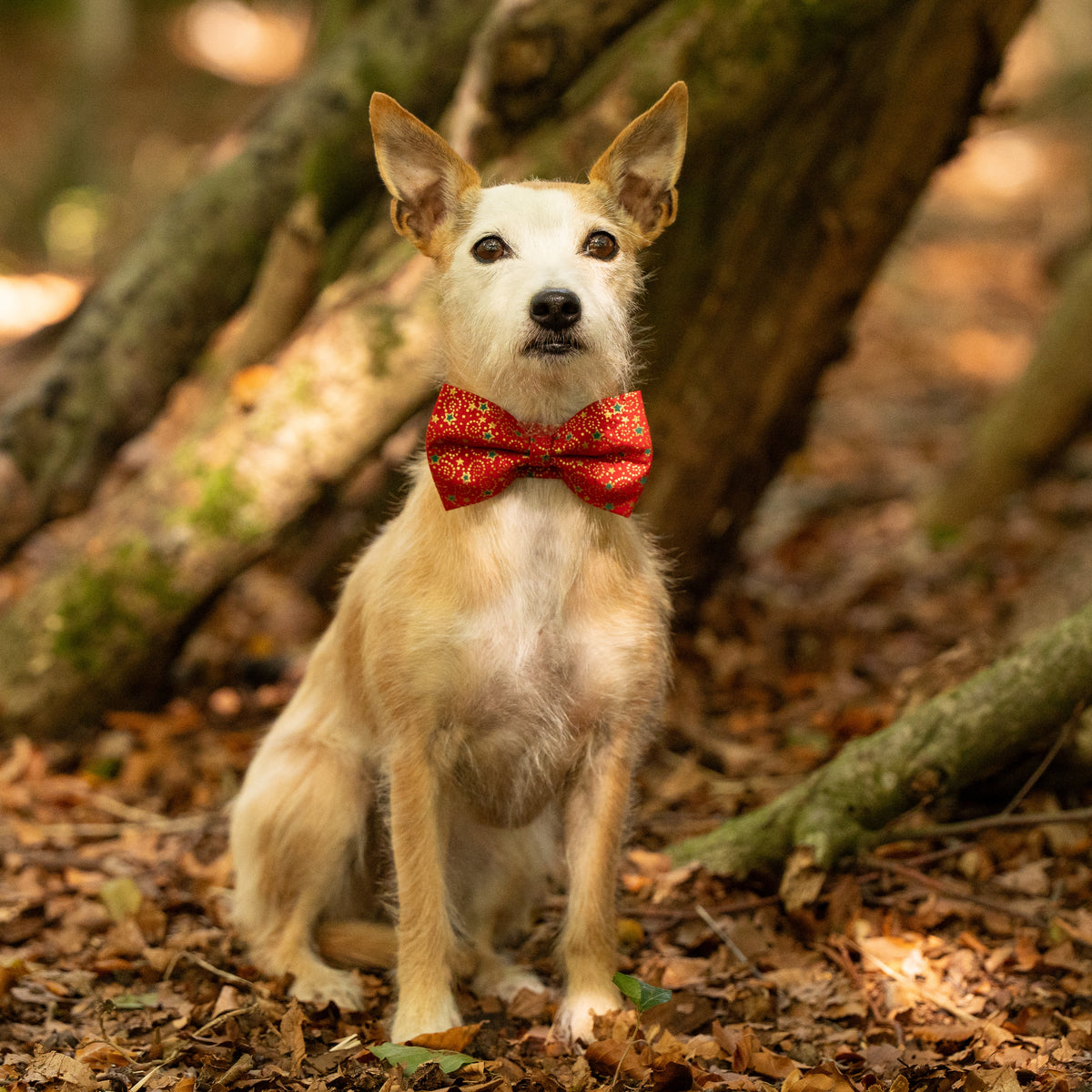 Christmas Red, Green & Gold Pet Bow / Bow Tie