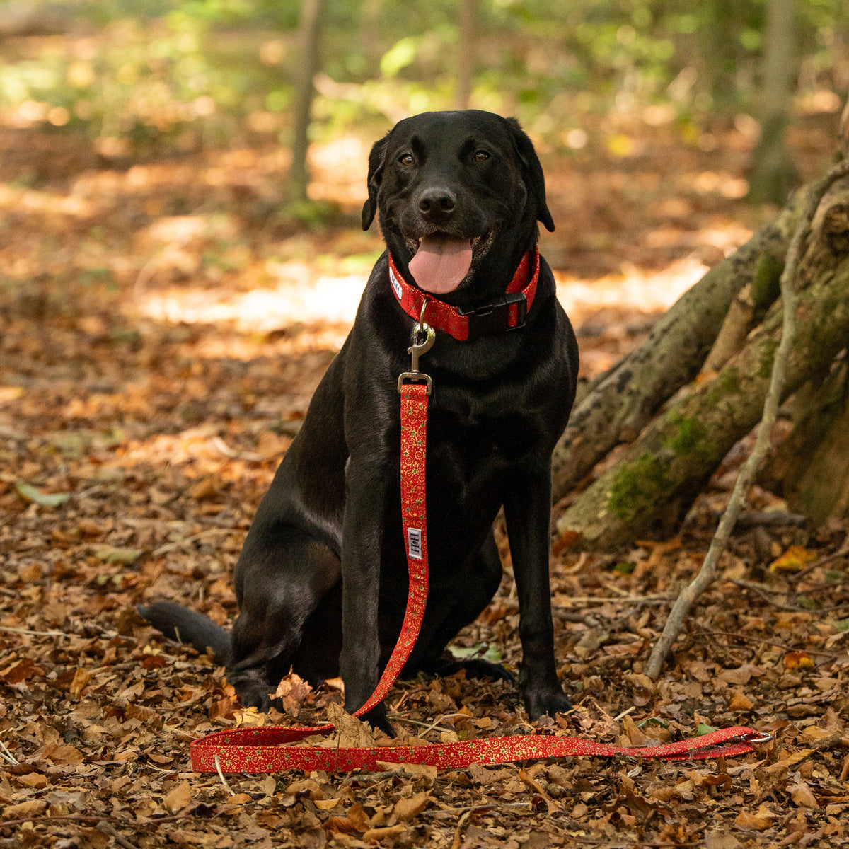Christmas Red, Green & Gold Dog Lead / Leash
