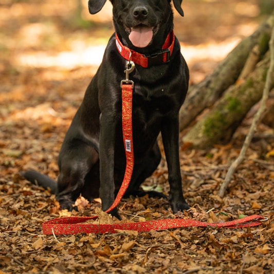 Christmas Red, Green & Gold Dog Lead / Leash