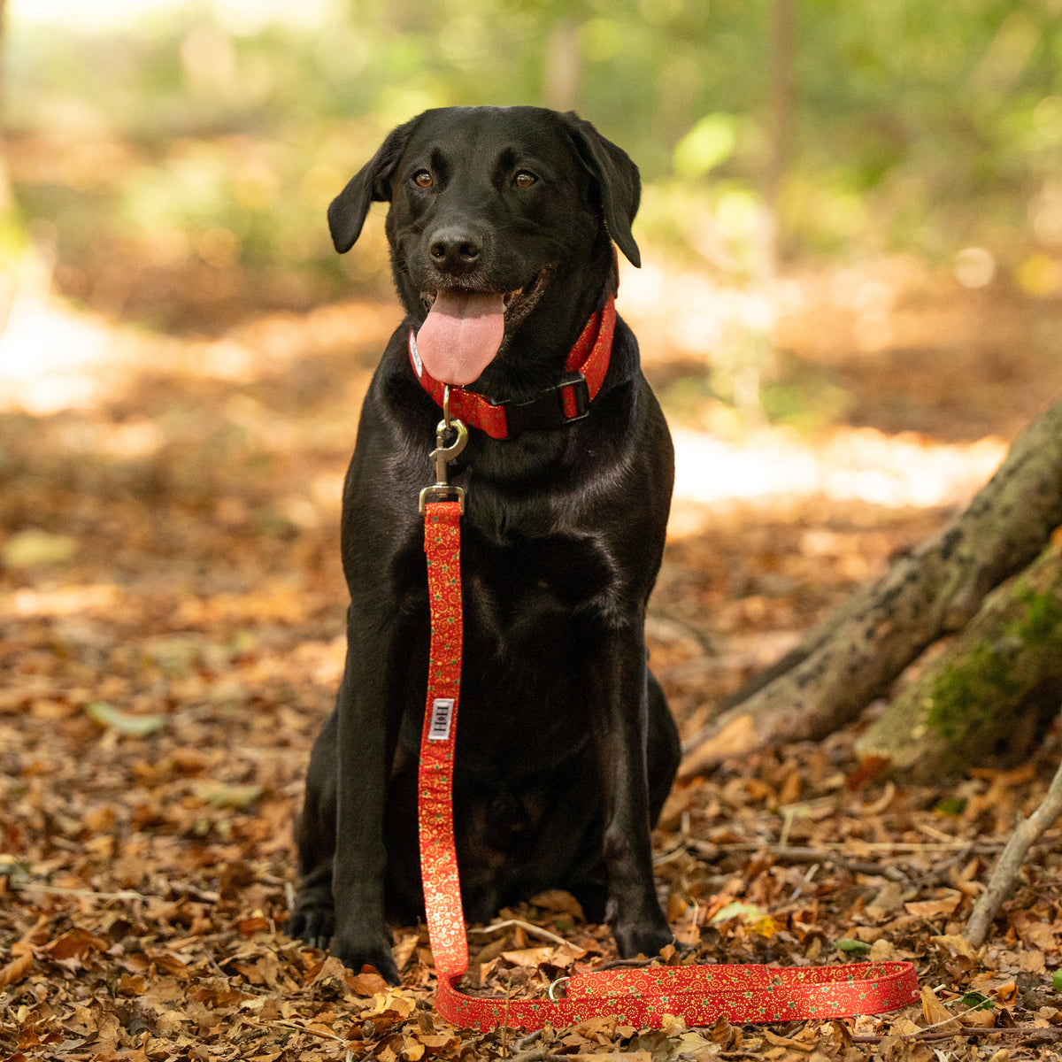 Christmas Red, Green & Gold Dog Lead / Leash
