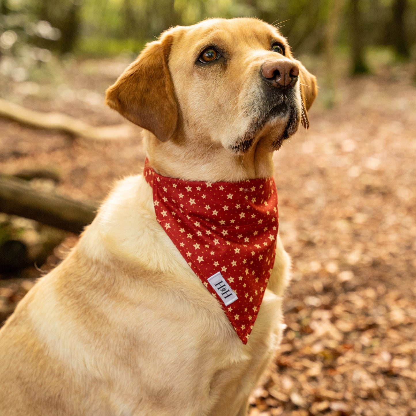 Christmas Stars Pet Bandana
