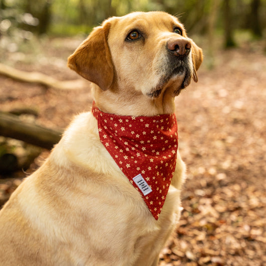Christmas Stars Pet Bandana
