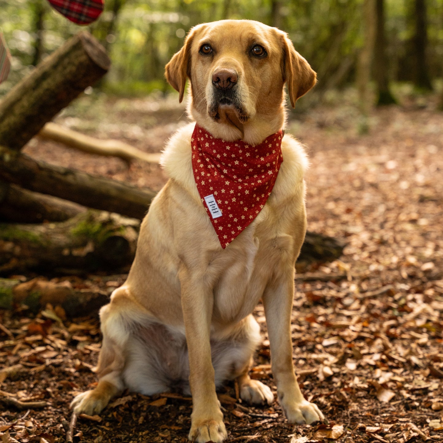 Christmas Stars Pet Bandana
