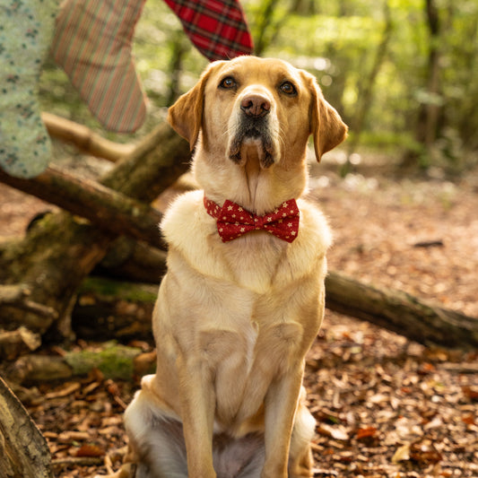 Christmas Stars Pet Bow / Bow Tie