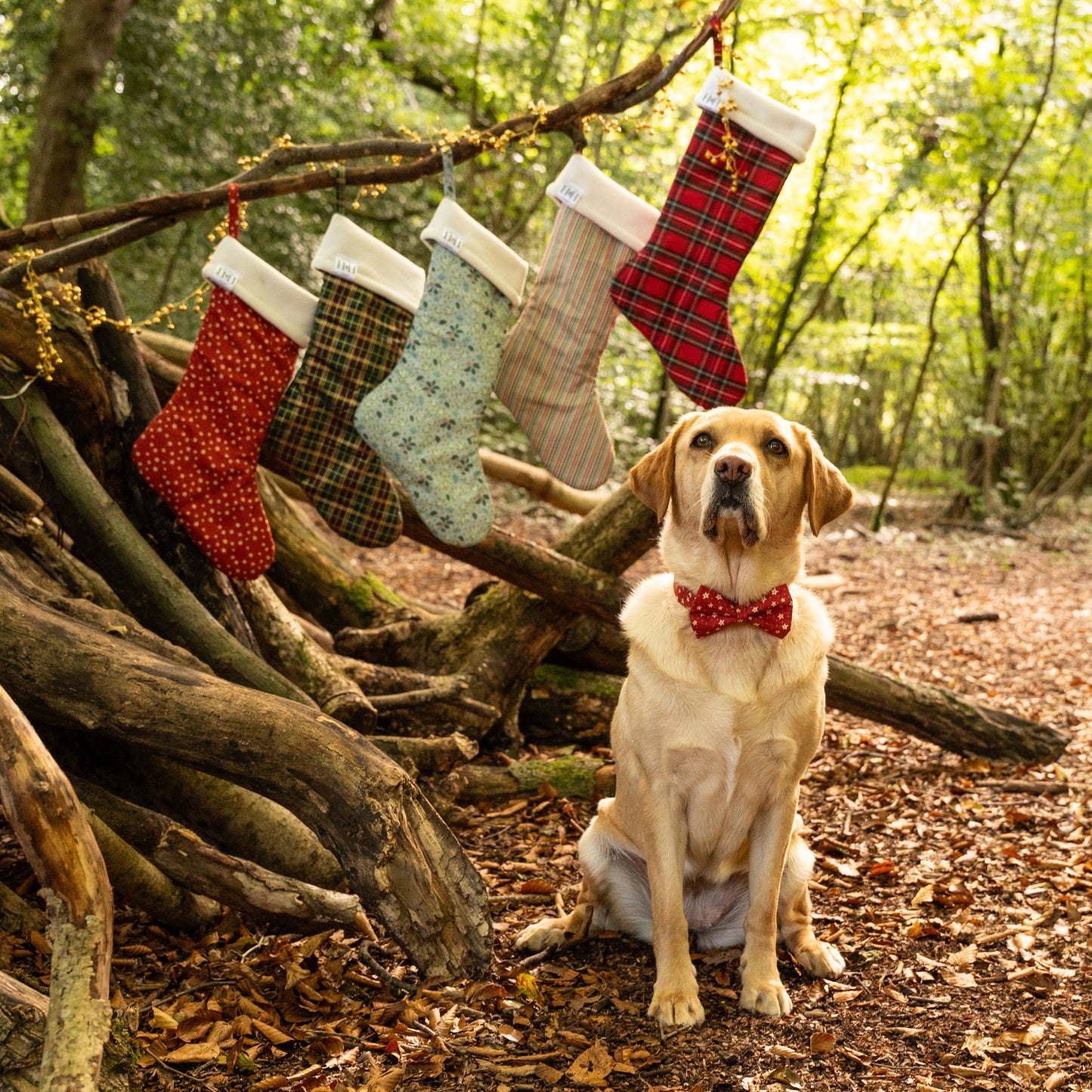 Christmas Stars Pet Bow / Bow Tie