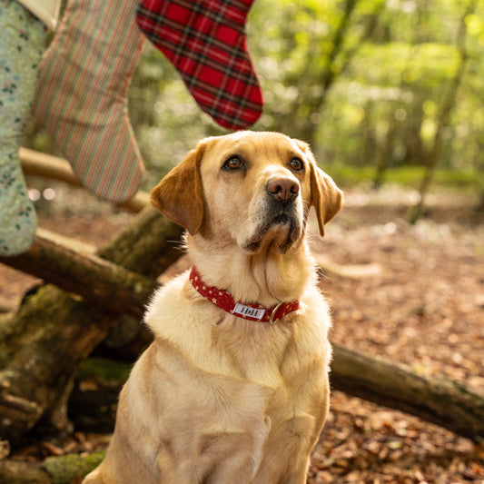 Christmas Stars Dog Collar