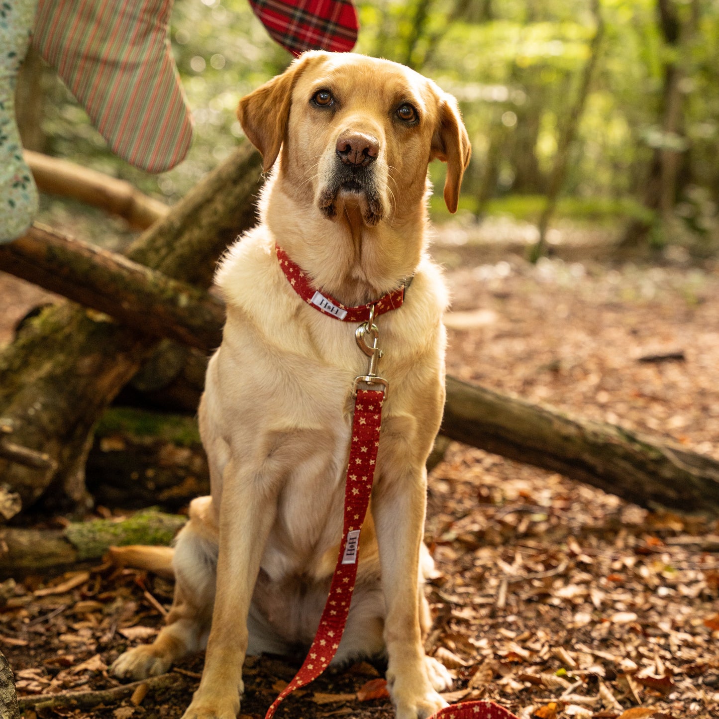 Christmas Stars Dog Collar