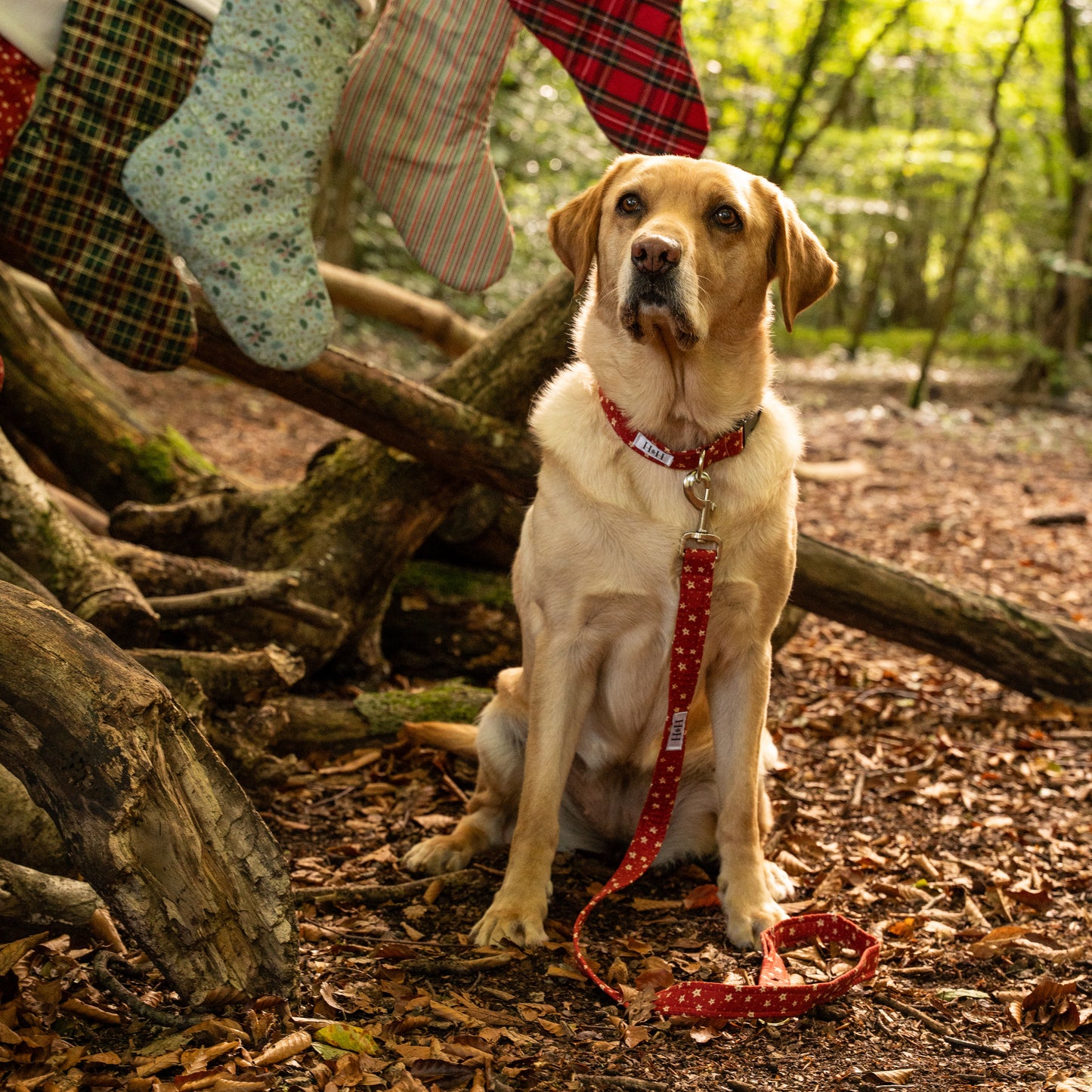 Christmas Stars Dog Lead / Leash