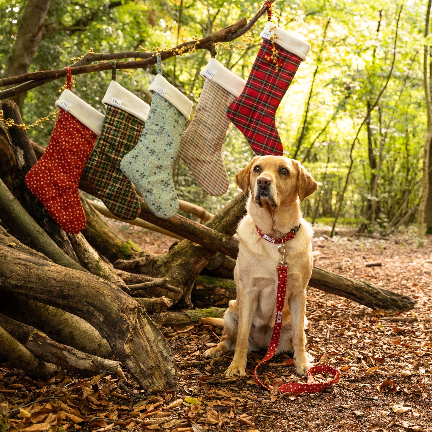 Christmas Stars Dog Lead / Leash