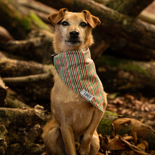 Christmas Stripes Pet Bandana