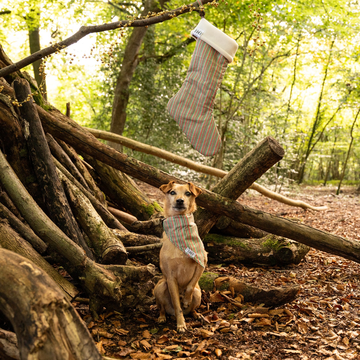 Christmas Stripes Pet Bandana