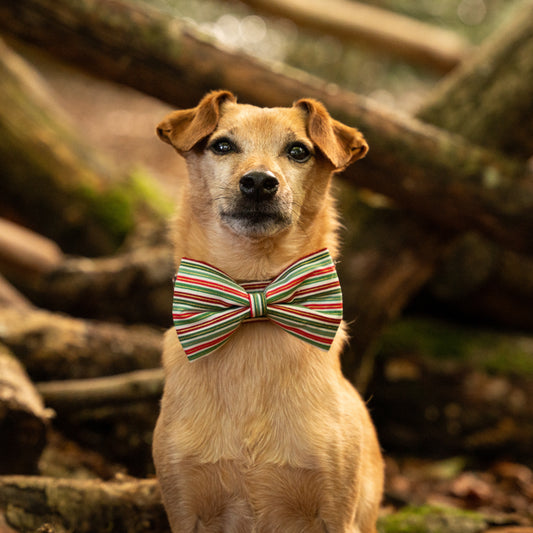 Christmas Stripes Pet Bow / Bow Tie