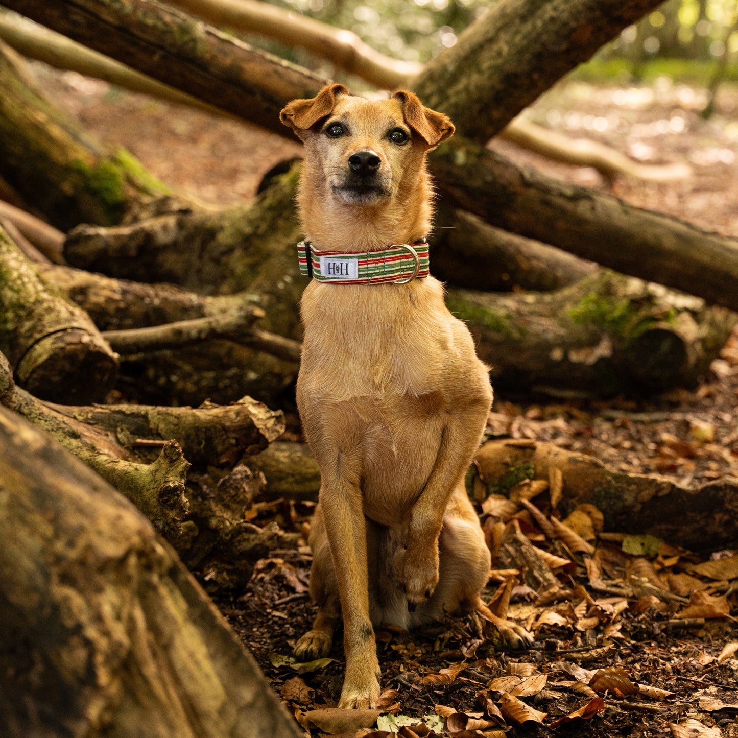 Christmas Stripes Dog Collar