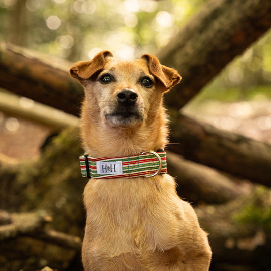 Christmas Stripes Dog Collar