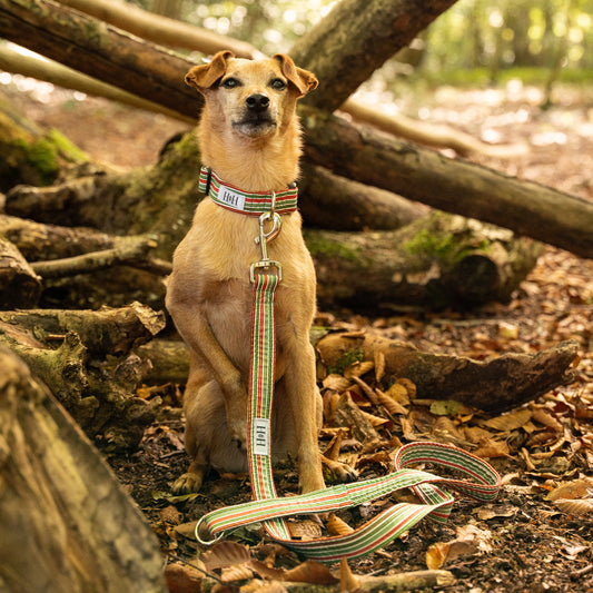 Christmas Stripes Dog Lead / Leash