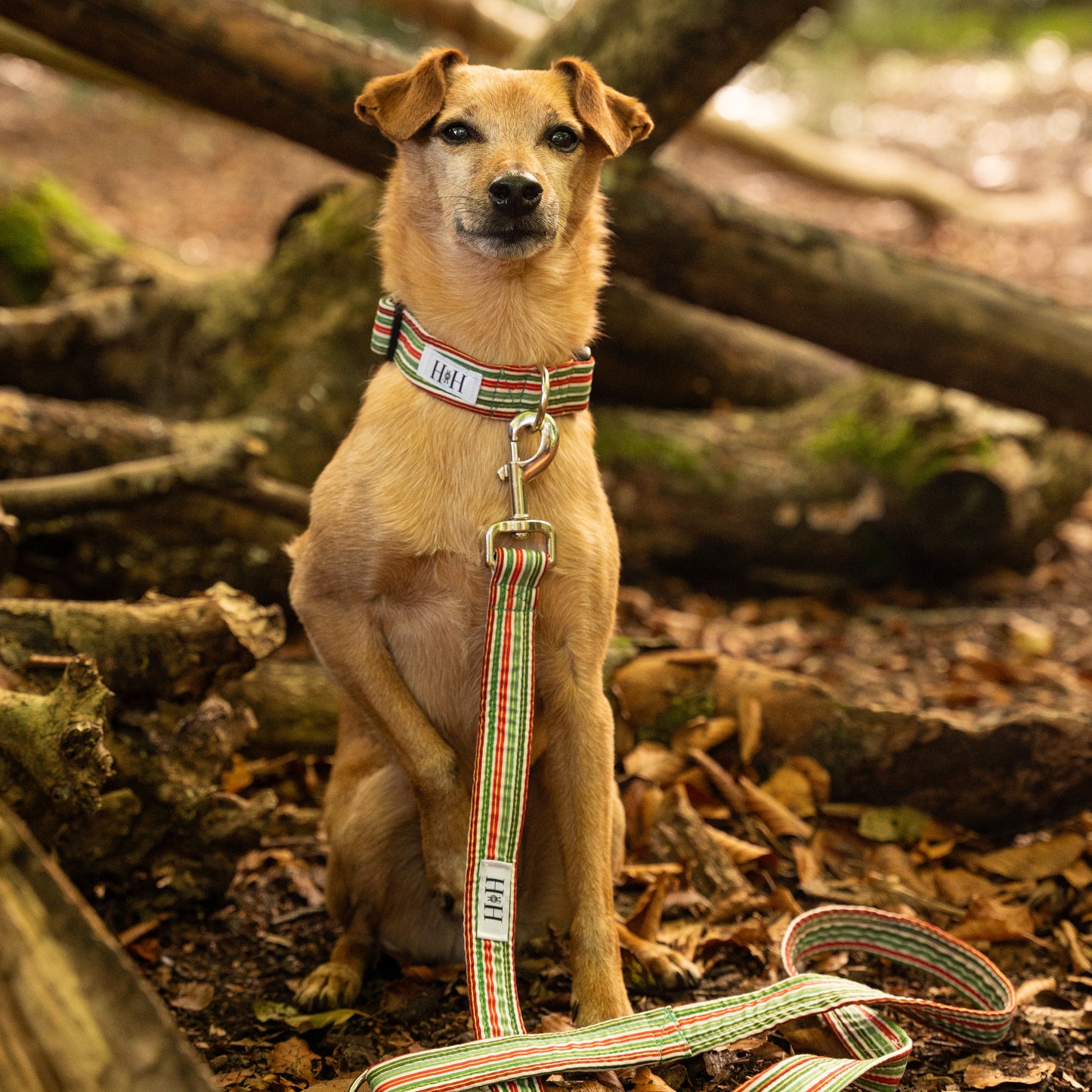 Christmas Stripes Dog Lead / Leash
