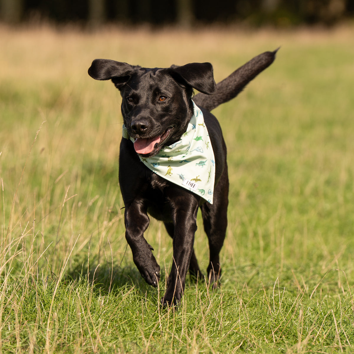 Green Dinosaurs Pet Bandana