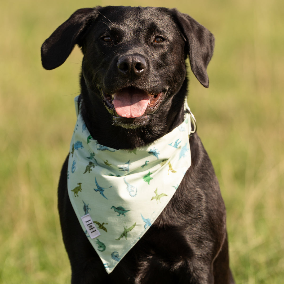 Green Dinosaurs Pet Bandana