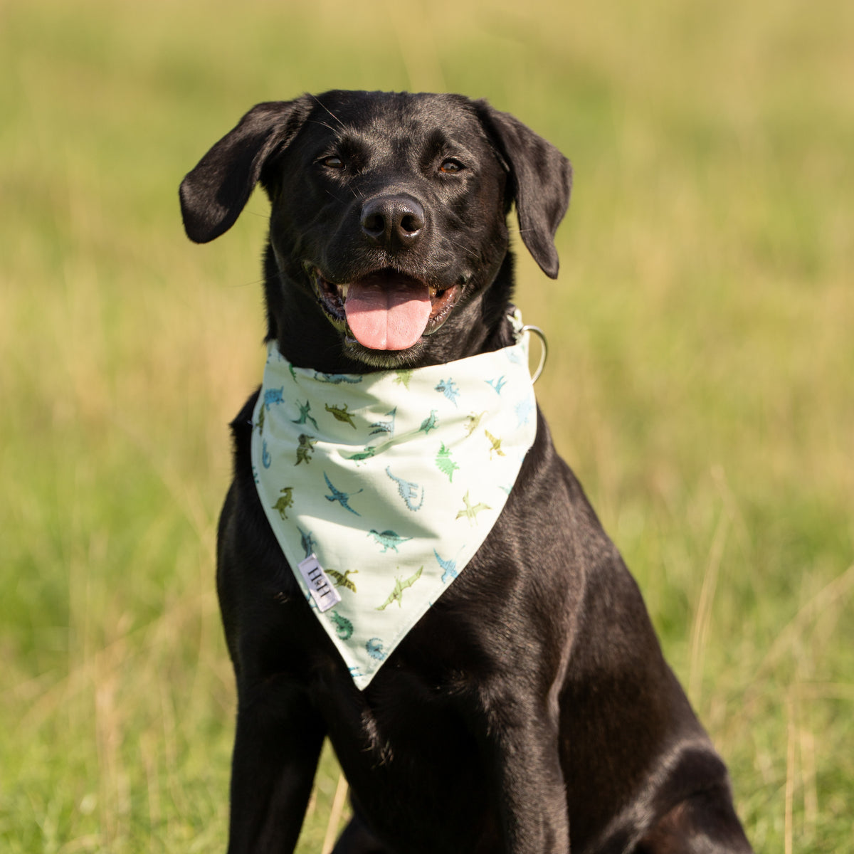 Green Dinosaurs Pet Bandana