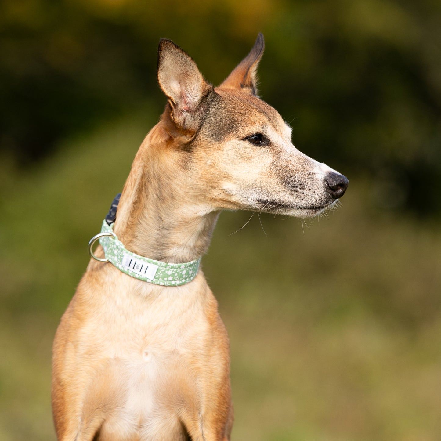 Green Floral Dog Collar