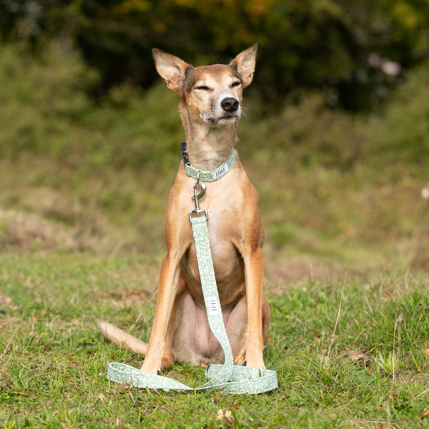 Green Floral Dog Lead / Leash