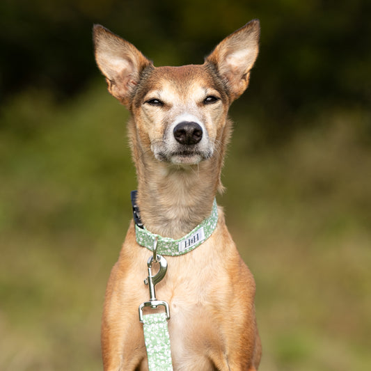 Green Floral Dog Collar