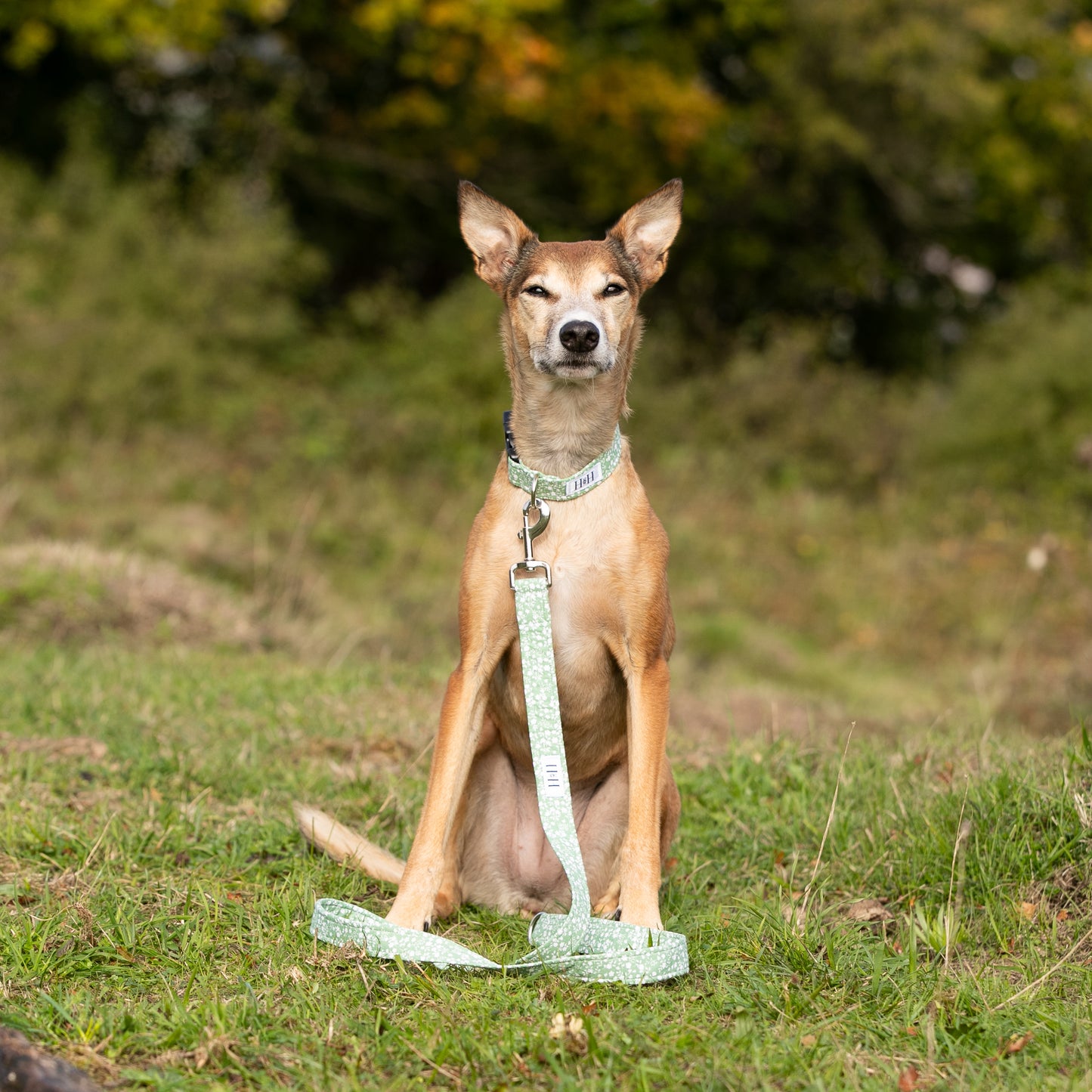 Green Floral Dog Lead / Leash