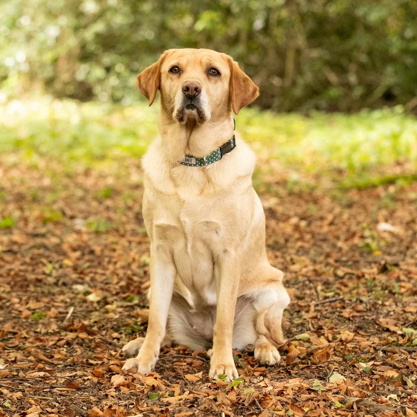 Green Polka Dot Dog Collar