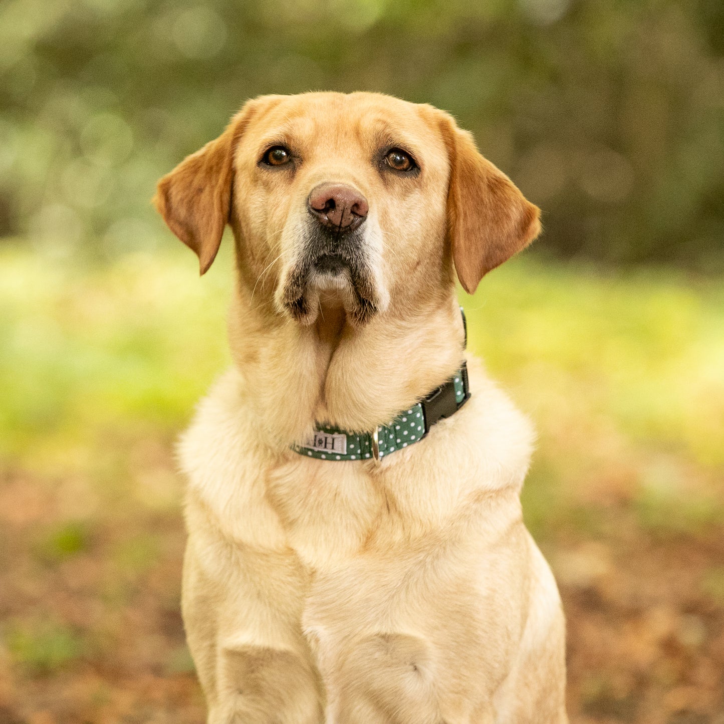 Green Polka Dot Dog Collar