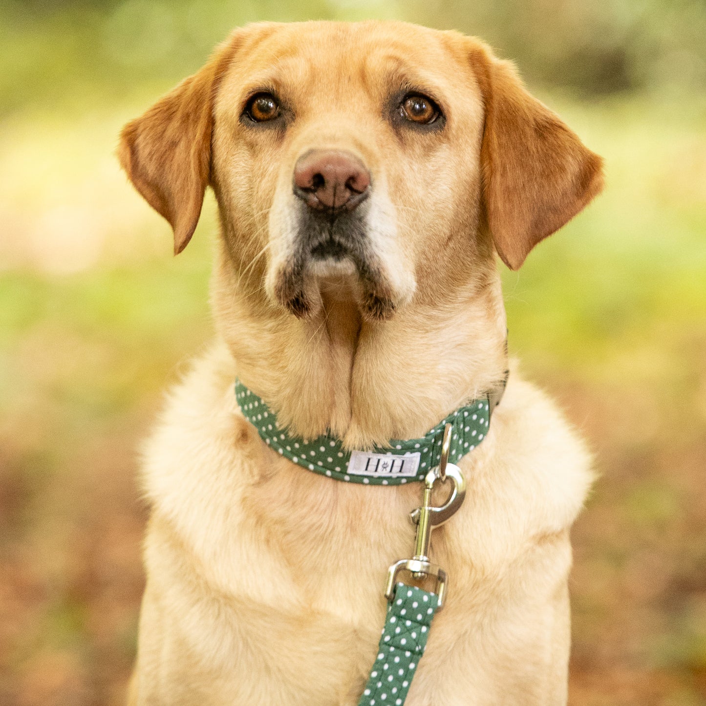 Green Polka Dot Dog Collar