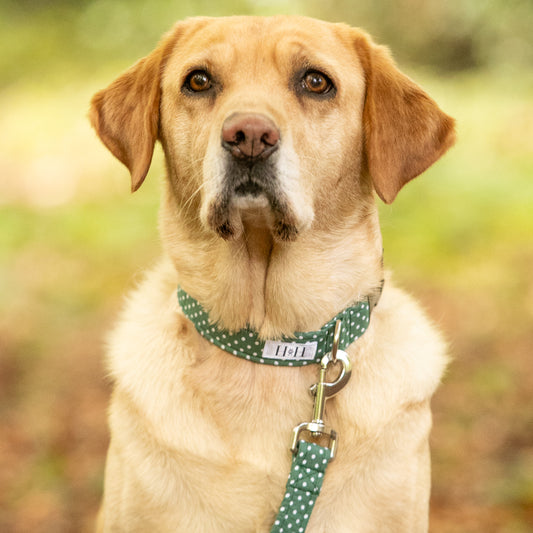 Green Polka Dot Dog Collar