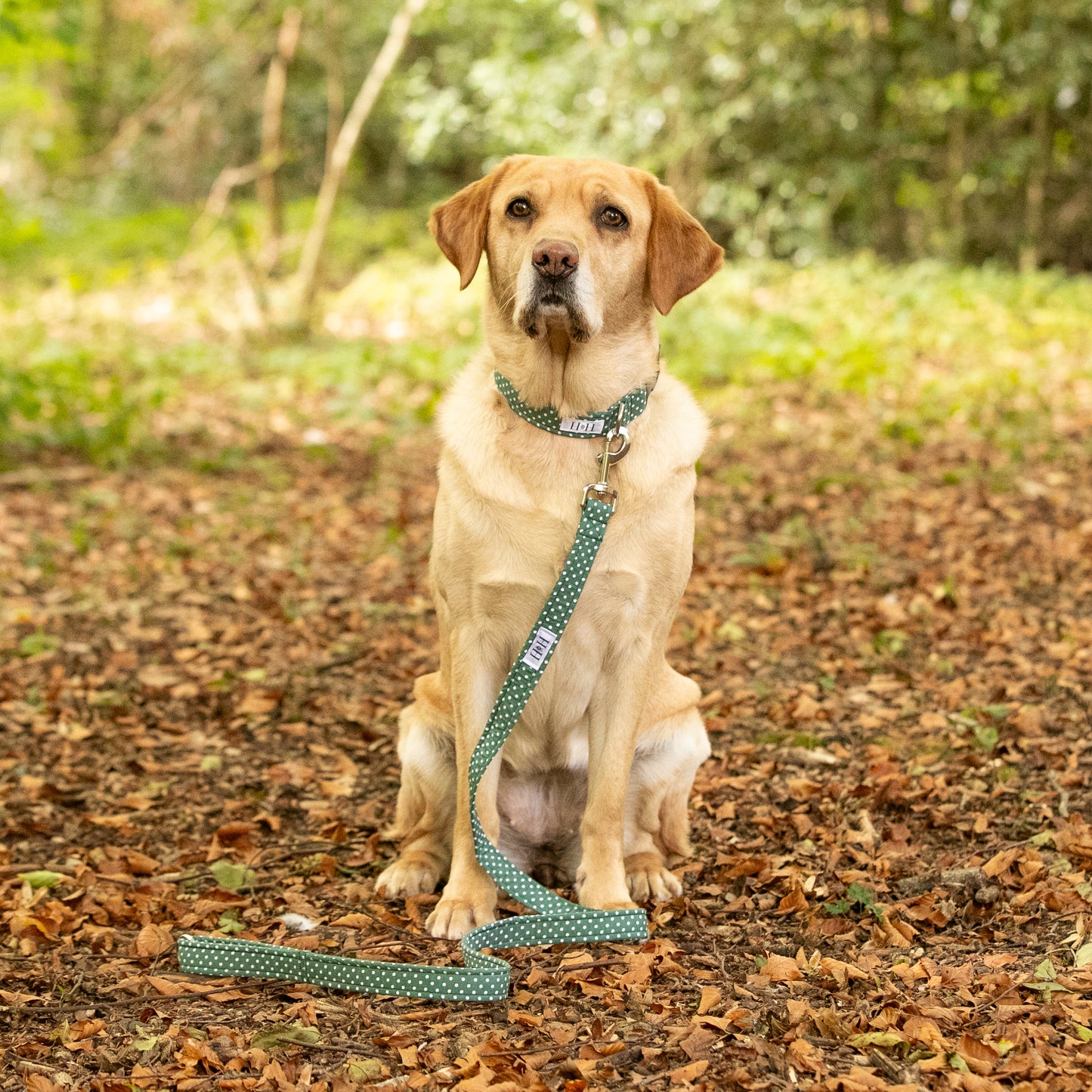 Green Polka Dot Dog Lead / Leash