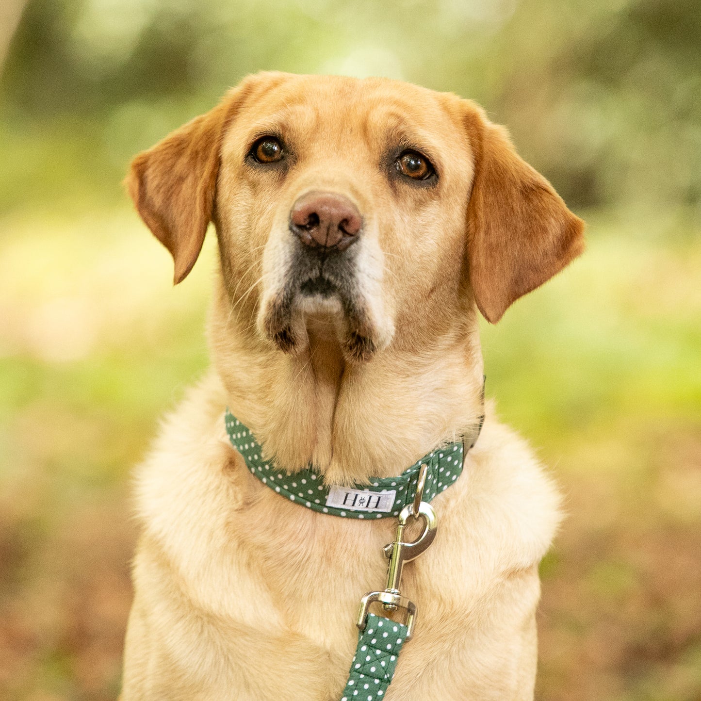 Green Polka Dot Dog Collar