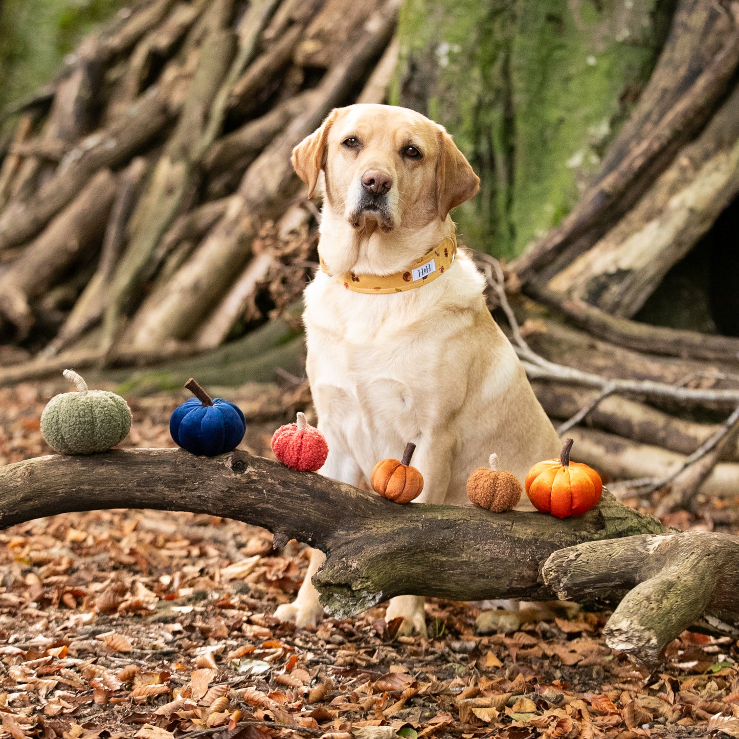 Winter's Nap Dog Collar
