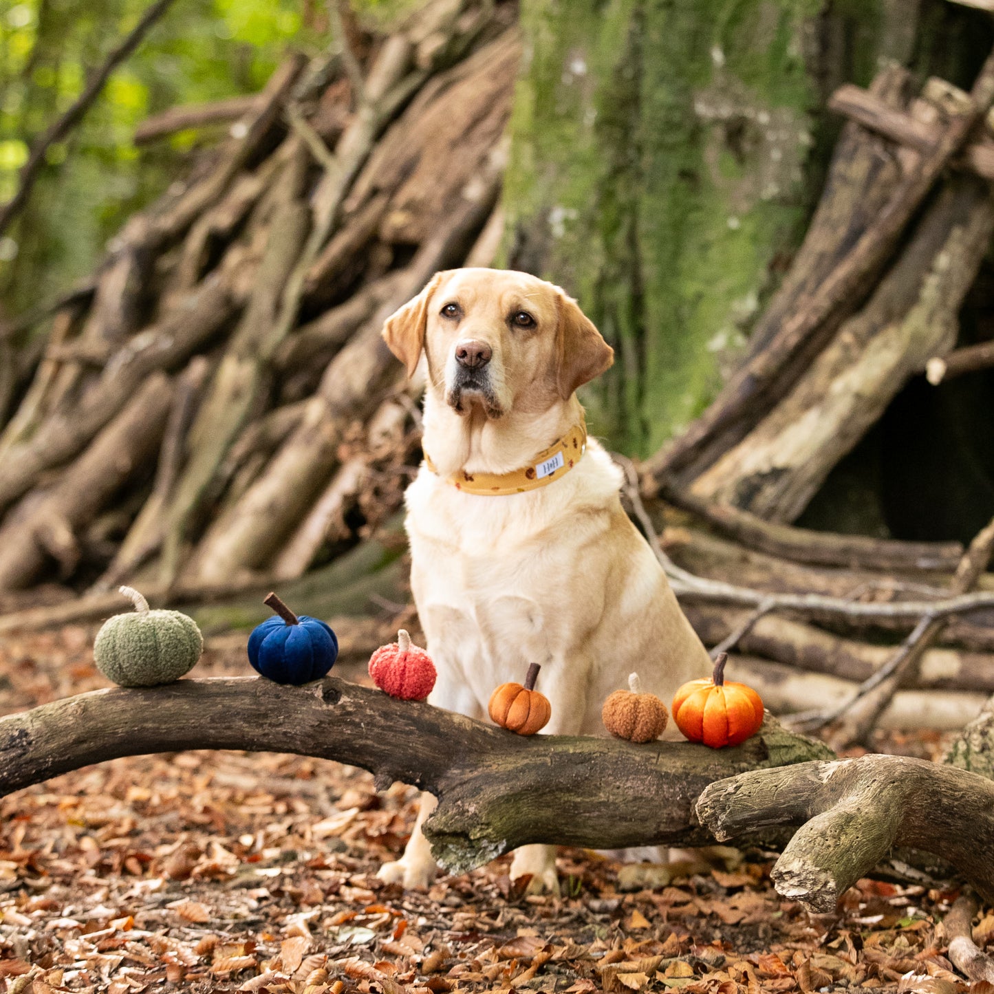Winter's Nap Dog Collar