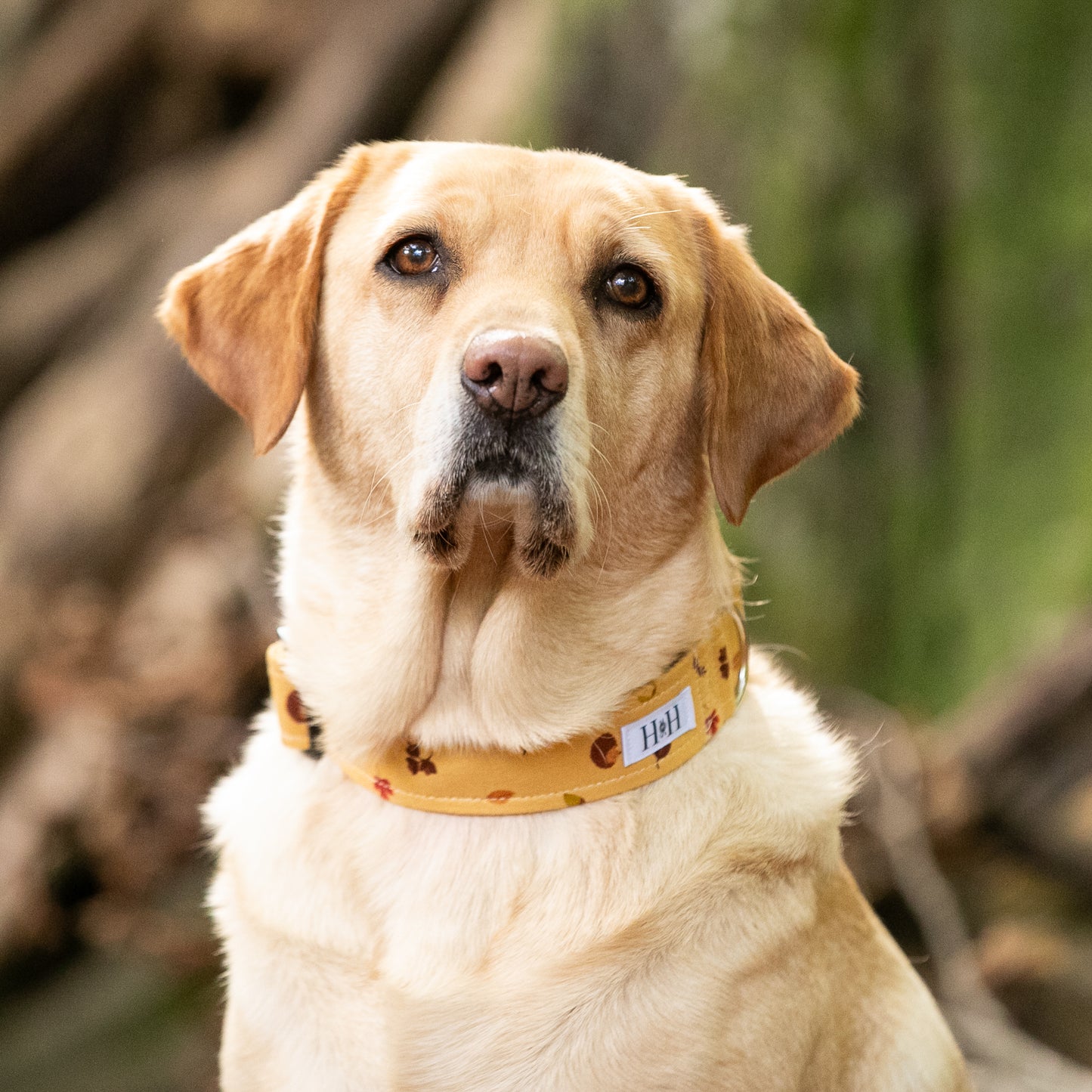 Winter's Nap Dog Collar