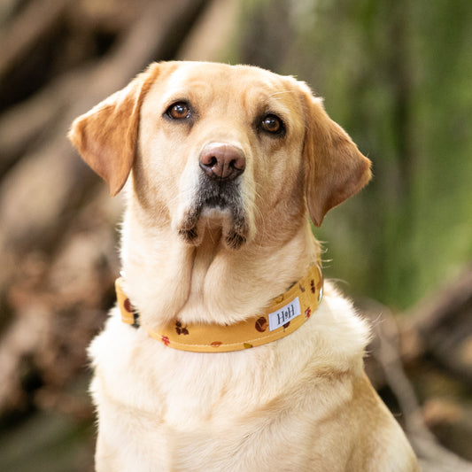 Winter's Nap Dog Collar