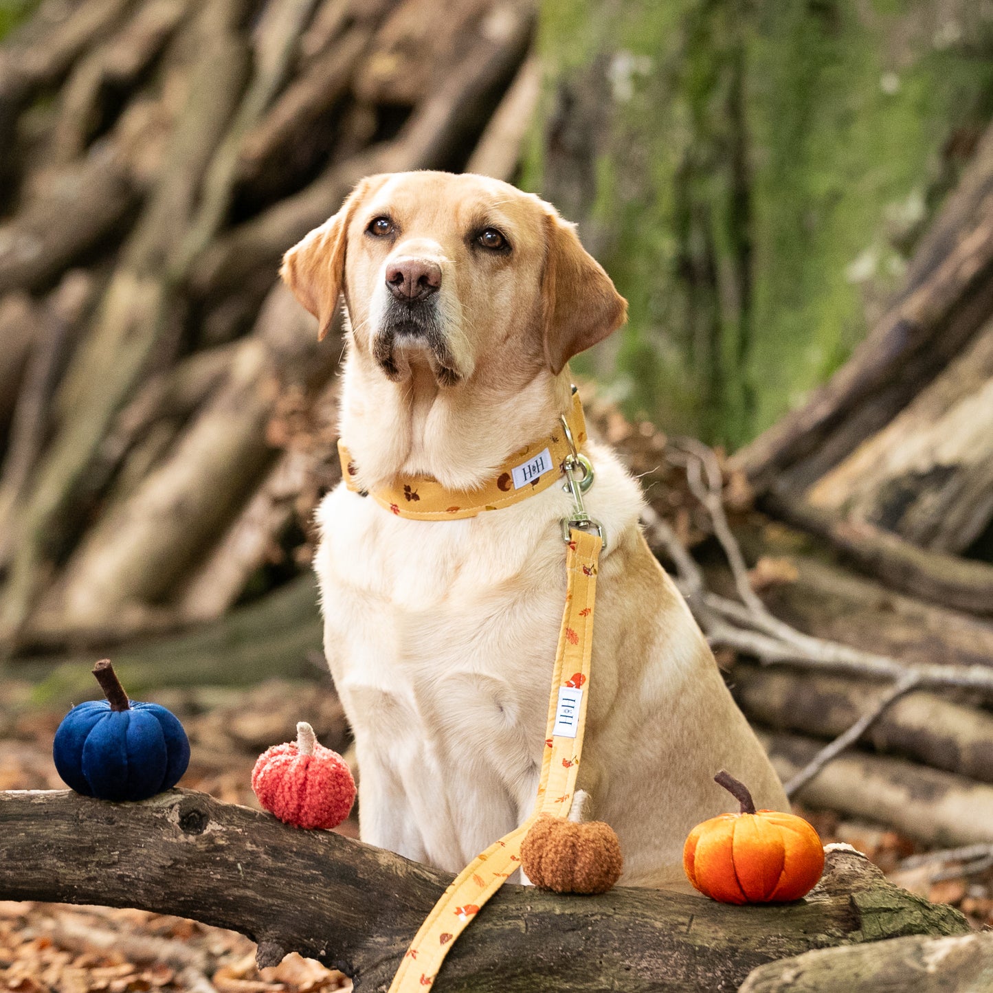 Winter's Nap Dog Lead / Leash