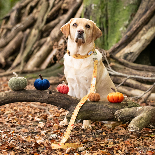 Winter's Nap Dog Lead / Leash