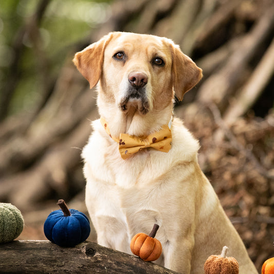 Winter's Nap Pet Bow / Bow Tie