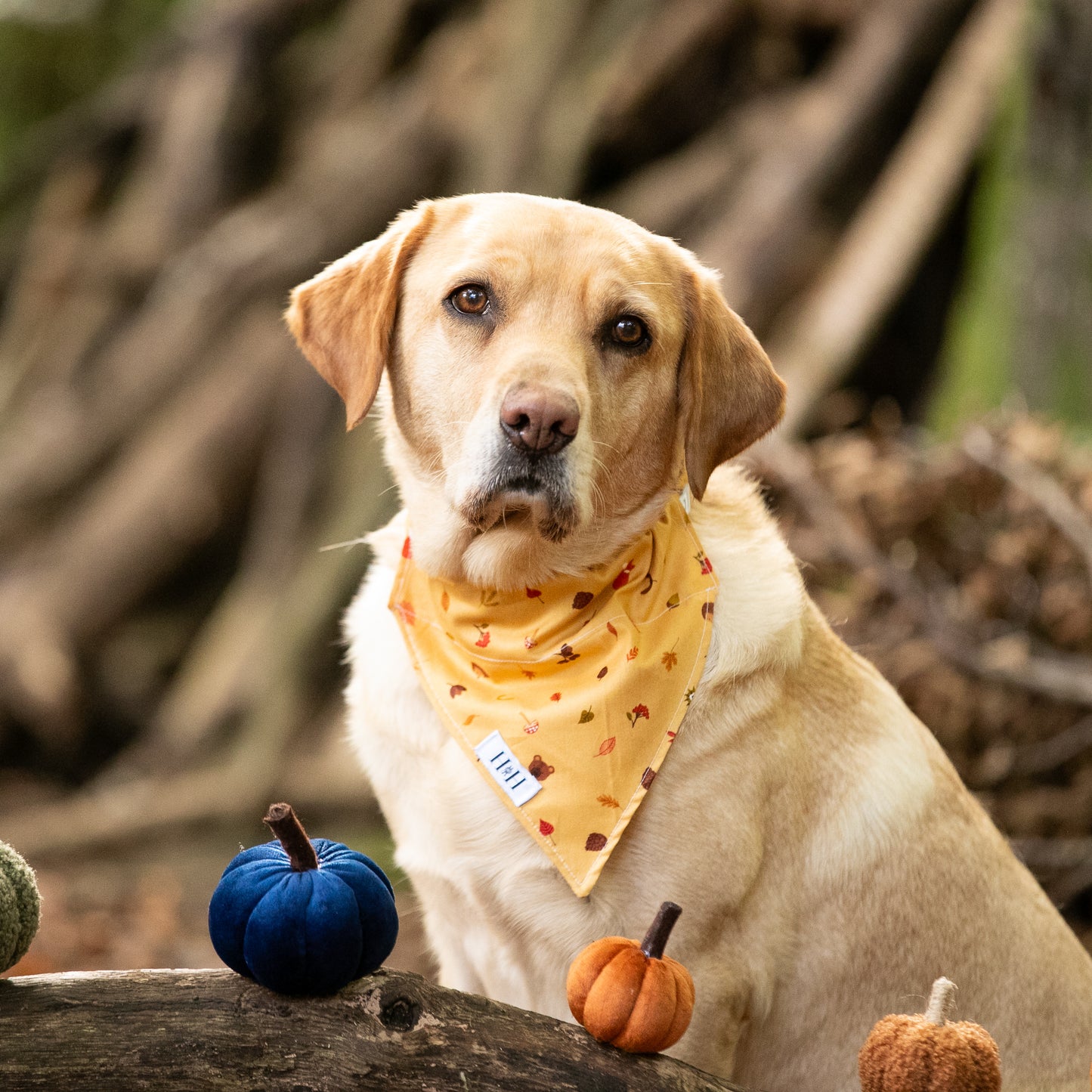 Winter's Nap Pet Bandana