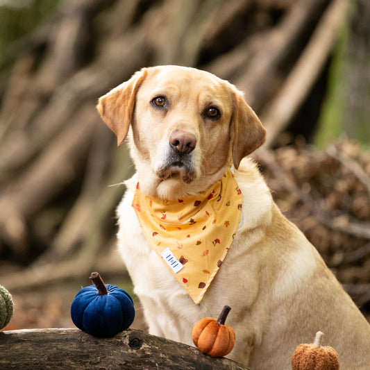 Winter's Nap Pet Bandana