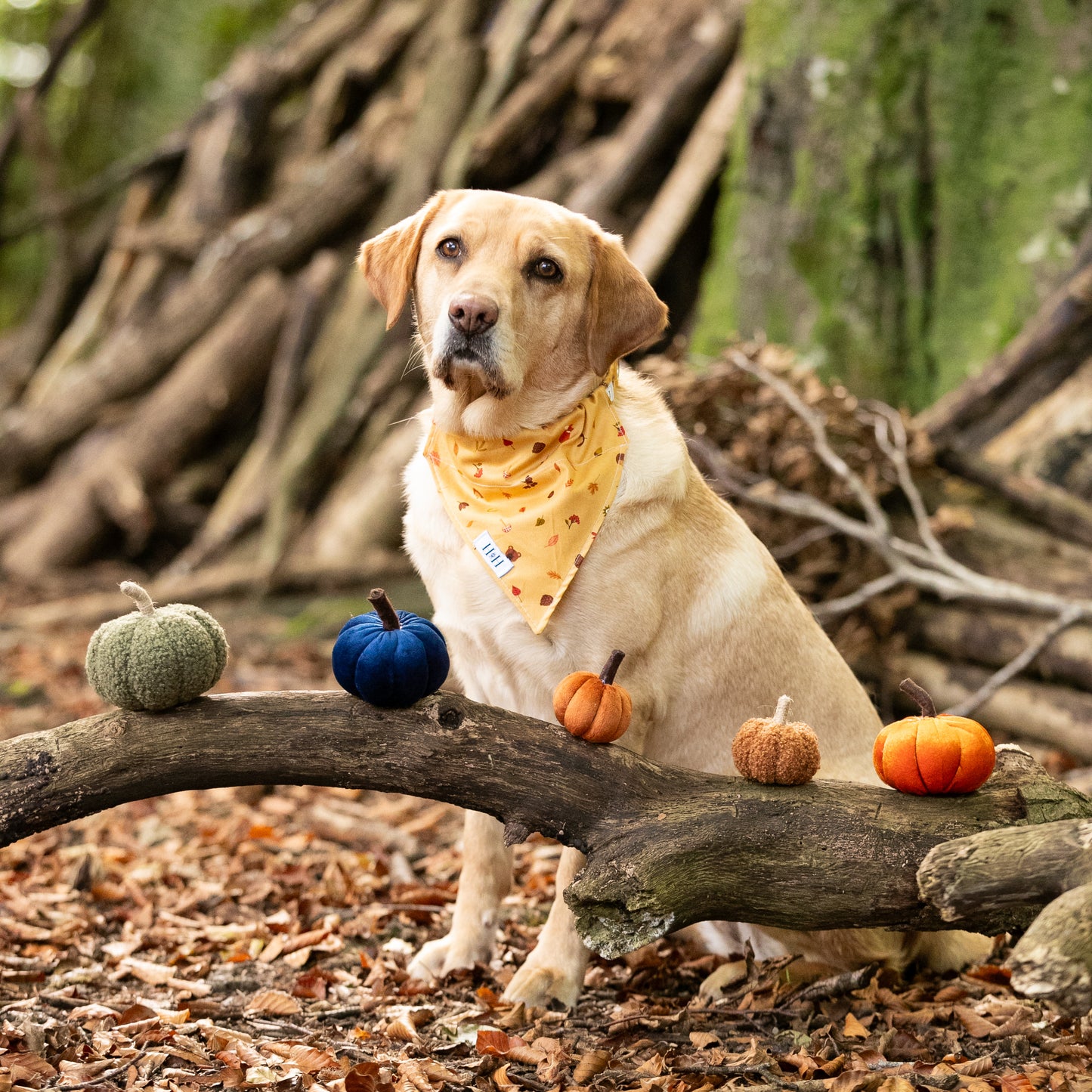 Winter's Nap Pet Bandana