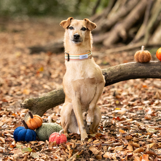 Cinnamon Stripe Dog Collar