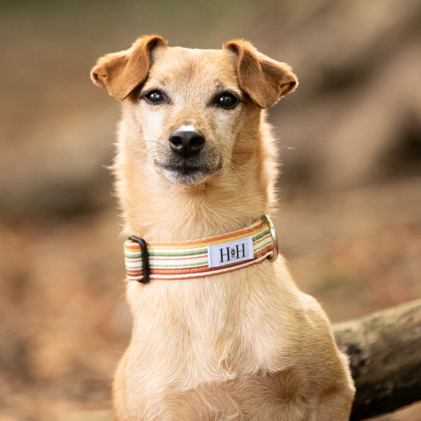Cinnamon Stripe Dog Collar