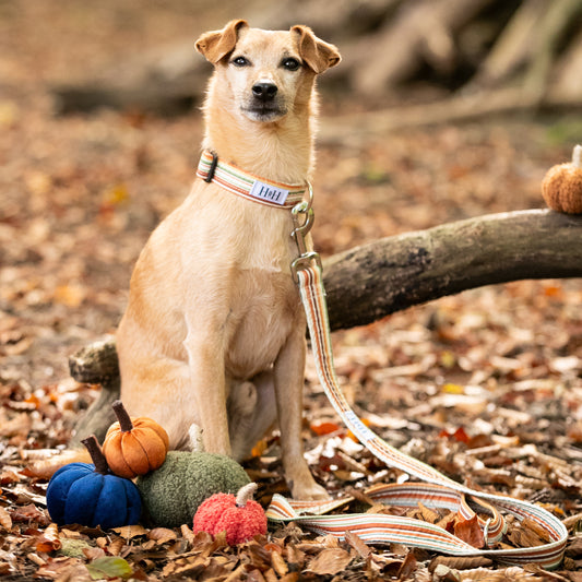 Cinnamon Stripe Dog Lead / Leash