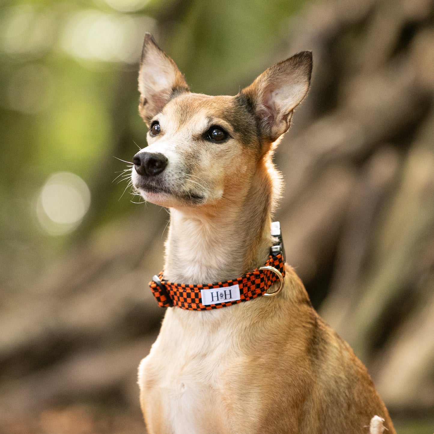 Halloween Check Dog Collar